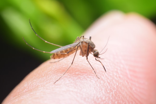 mosquito-biting-hand-main